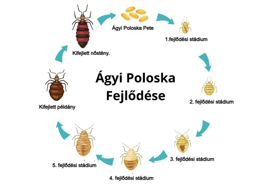 ágy poloska fejlődési ciklusai